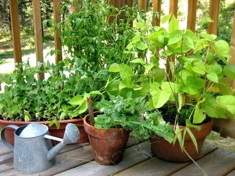 Tecniche di base del giardinaggio